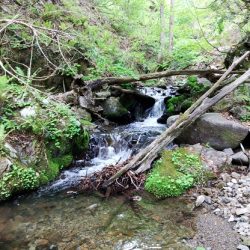 ＧＷ終盤の渓流で苦戦 ～長良川水系～